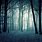Dark Creepy Forest Background