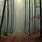 Dark Foggy Misty Forest