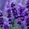 Dark Purple Lavender