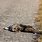 Dead Cat in Road