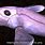 Deep Sea Creatures Chimaera