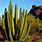 Desert Cacti Plants