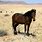 Desert Horse Breeds