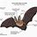 Diagram of Bat