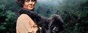 Dian Fossey Gorillas in the Mist Movie