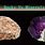 Difference Between a Rock and a Mineral