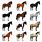 Different Horse Breeds