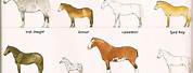 Different Horse Breeds List