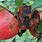Diseases of Apple Trees