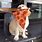 Dog Eating Pizza Image