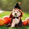 Dog Halloween Party