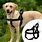 Dog Harness for Large Dogs