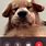 Dog On FaceTime