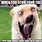 Dog Scream Meme