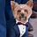 Dog Wedding Suit