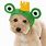 Dog with Frog Hat