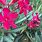 Dwarf Oleander Plant