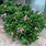 Dwarf Plumeria Tree