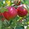 Early Apple Varieties