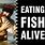 Eating Fish Alive