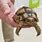 Egyptian Tortoise Size