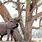 Elephant Eating Tree