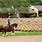 Equestrian Estates in Napa California