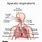 Esquema Del Sistema Respiratorio