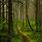 Estonia Forests