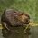 Eurasian Beaver Castor Fiber