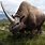 Extinct Rhinoceros