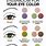 Eye Makeup Color Chart