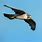 Falcon Bird Flying