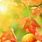 Fall Apple Background