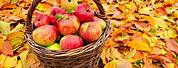 Fall Apple Basket Background