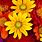Fall Floral Desktop Wallpaper