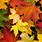 Fall Leaves Images