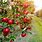 Farm Apple Orchard