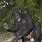 Female Bonobo Ape
