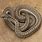 Female Garter Snake