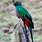 Female Quetzal Bird