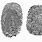 Fingerprint Samples