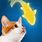 Fish App for Cats