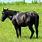 Florida Cracker Horse Breed