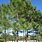 Florida Native Pine Trees