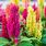 Flower Celosia Plant Care