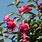 Flower Fuchsia Plant