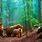 Forest Animal Wallpaper