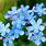Forget Me Not Flower Colors