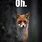 Fox Animal Meme